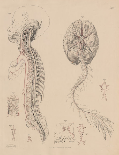 The ordinary disposition of the arteries of the Brain and Spinal Cord 1844