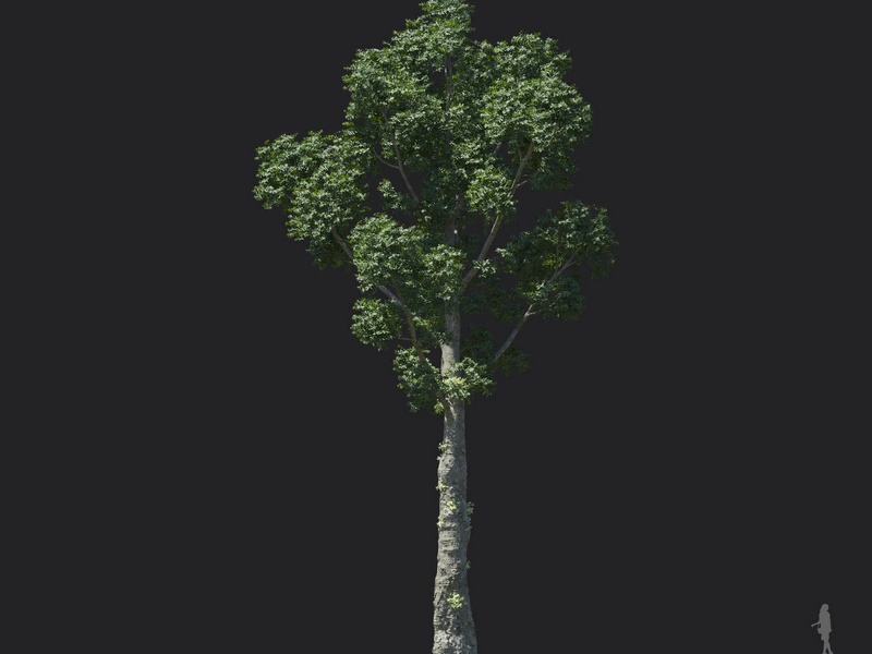 Maxtree - Plant Models Vol.121