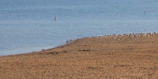 beach with water on a summer day 