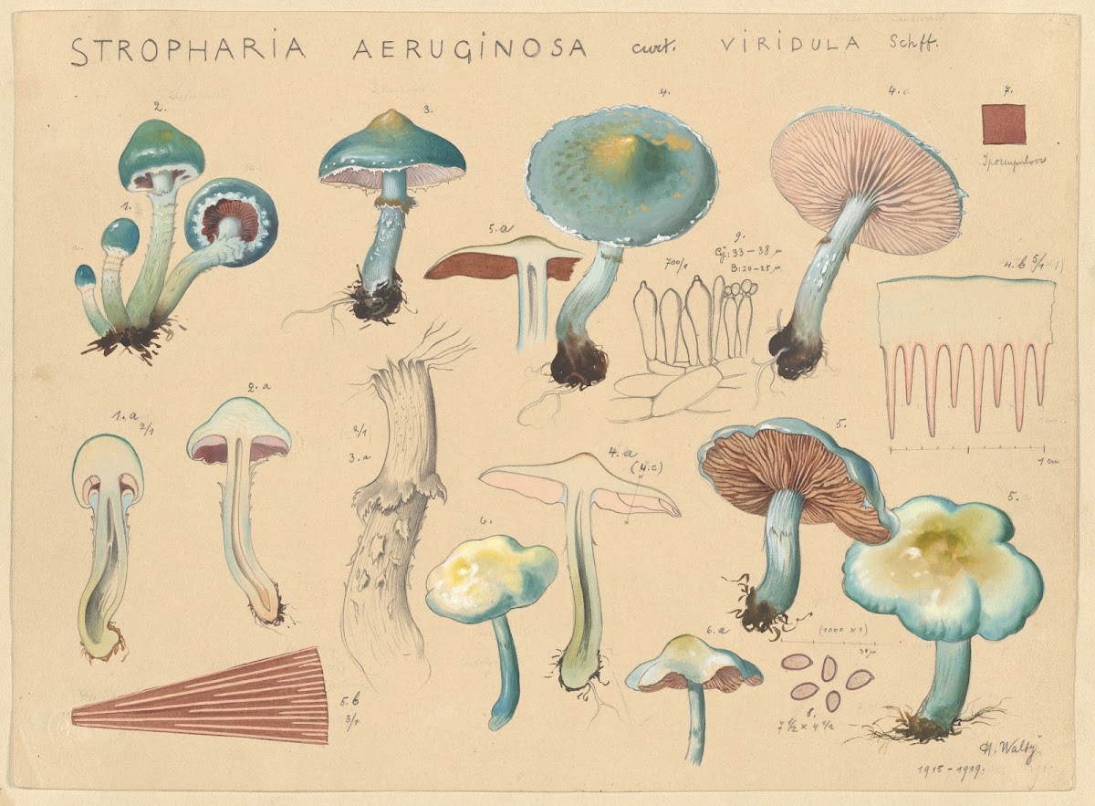 Stropharia aeruginosa Curt viridula Schff 1915 1945