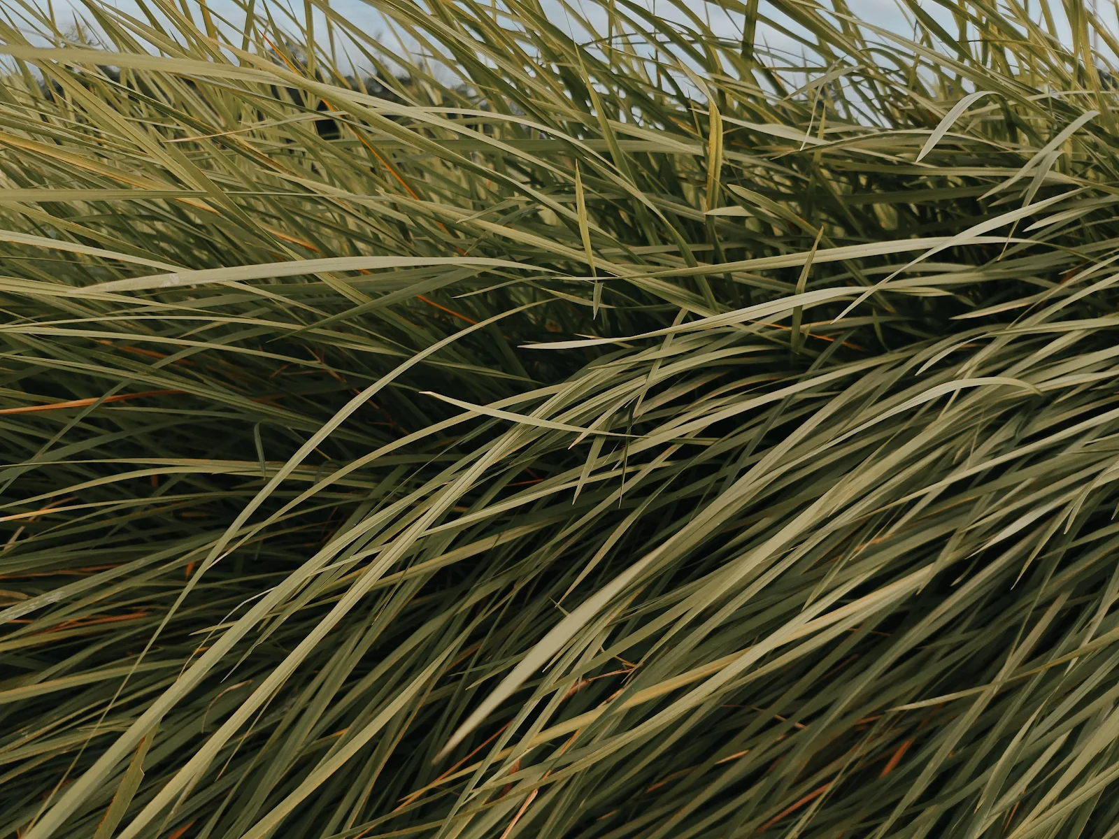 Long Green Grass Blades - Nature Photography 4K Wallpaper (4096x3072)