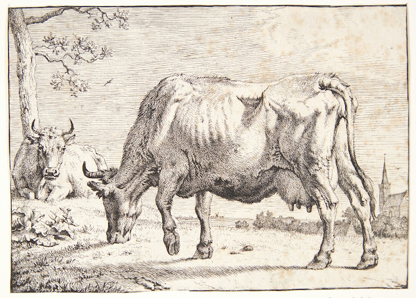 Græssende ko 1650