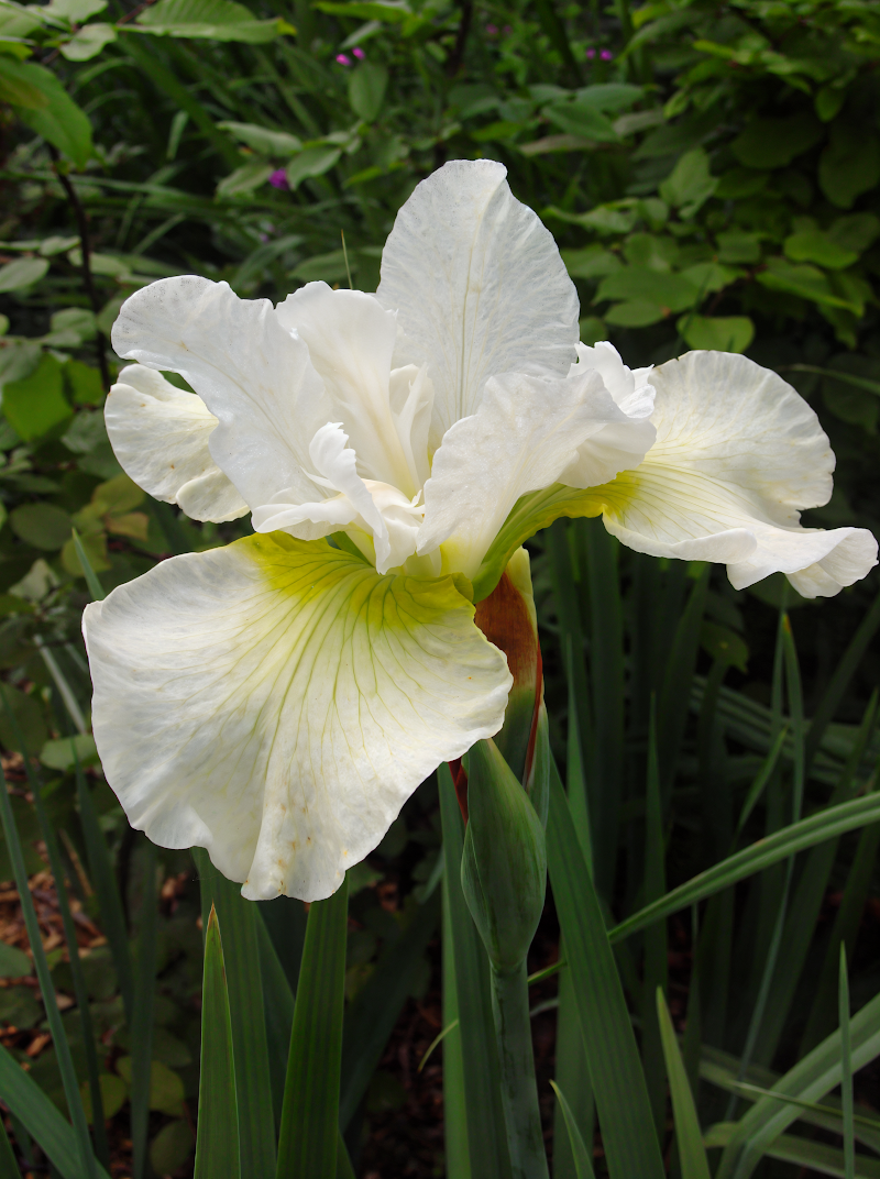 Iris sibirica Harpswell Happiness con fiori bianchi eleganti in un giardino acquatico