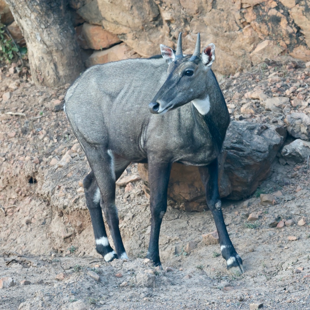 Nilgai (blue bull)