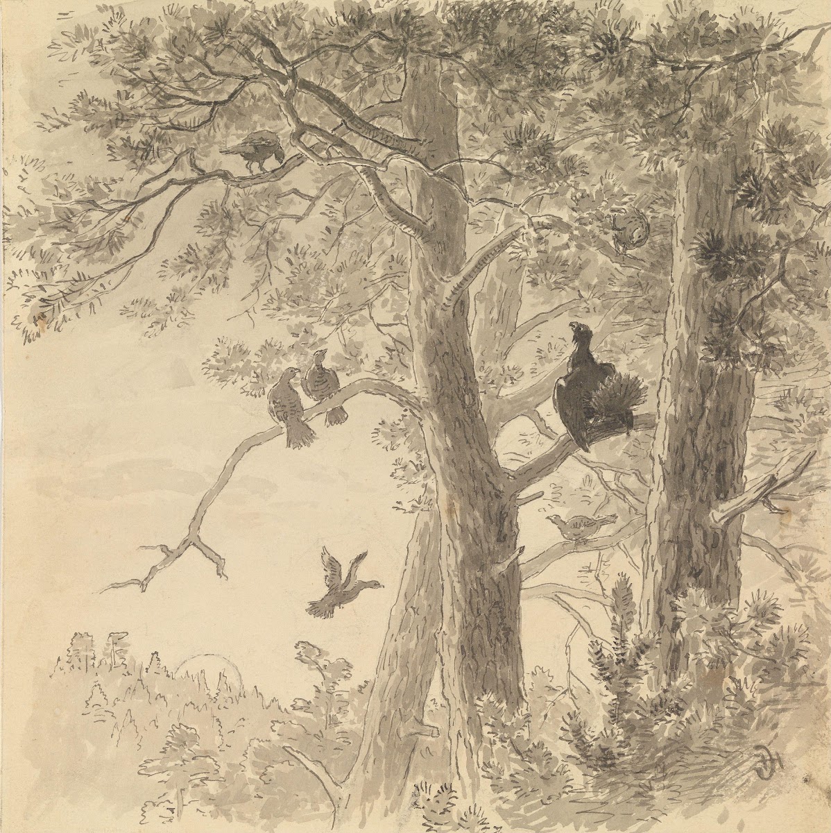 Da vi hadde nærmet oss treet hvor den satt hørte vi en fugl komme flyvende 1878