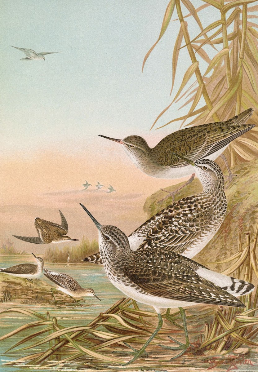 Totanus ochropus Totanus glareola Tringoides hypoleucus