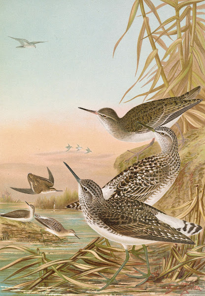 Totanus ochropus Totanus glareola Tringoides hypoleucus