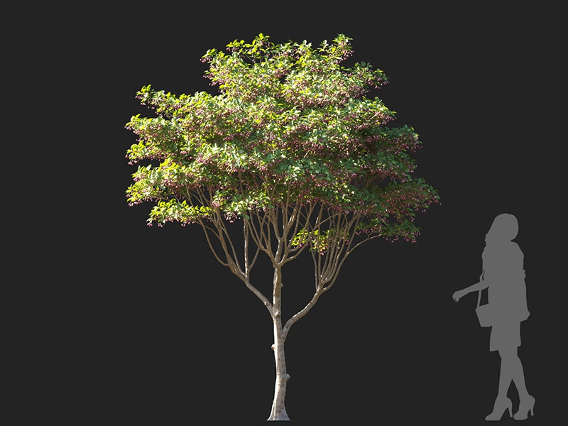 Maxtree - Plant Models Vol.122