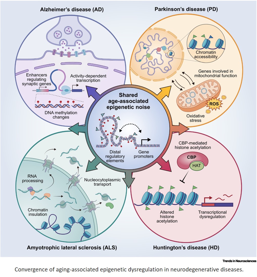 Epigenetic noise in the aging brain: tuning neuronal vulnerability to neurodegeneration