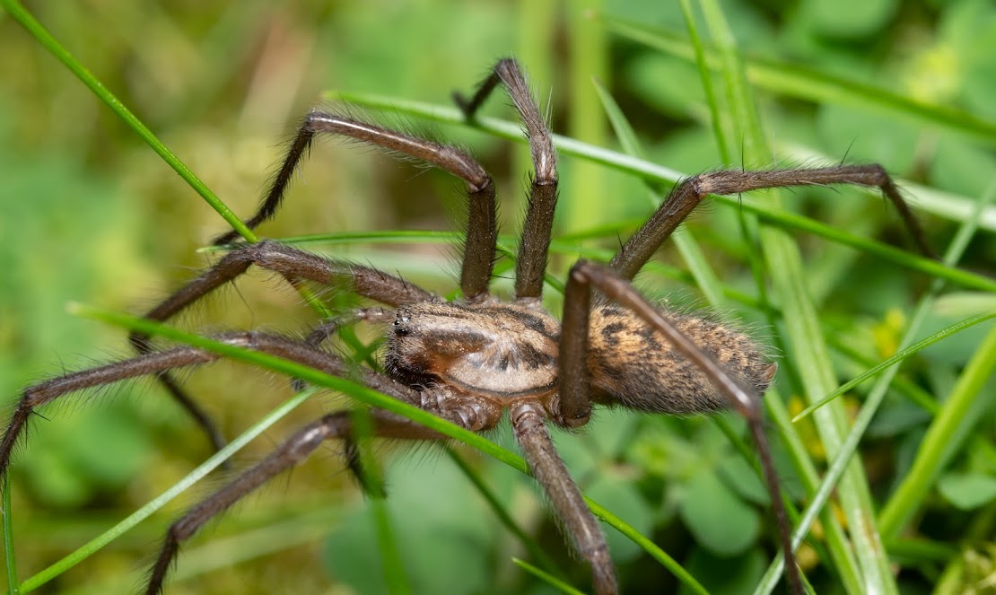 Eratigena sp.