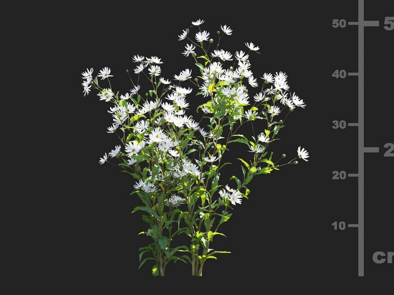 Maxtree - Plant Models Vol.112