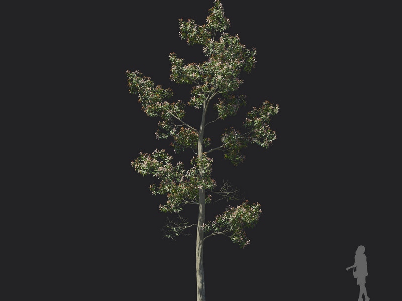 Maxtree - Plant Models Vol.121