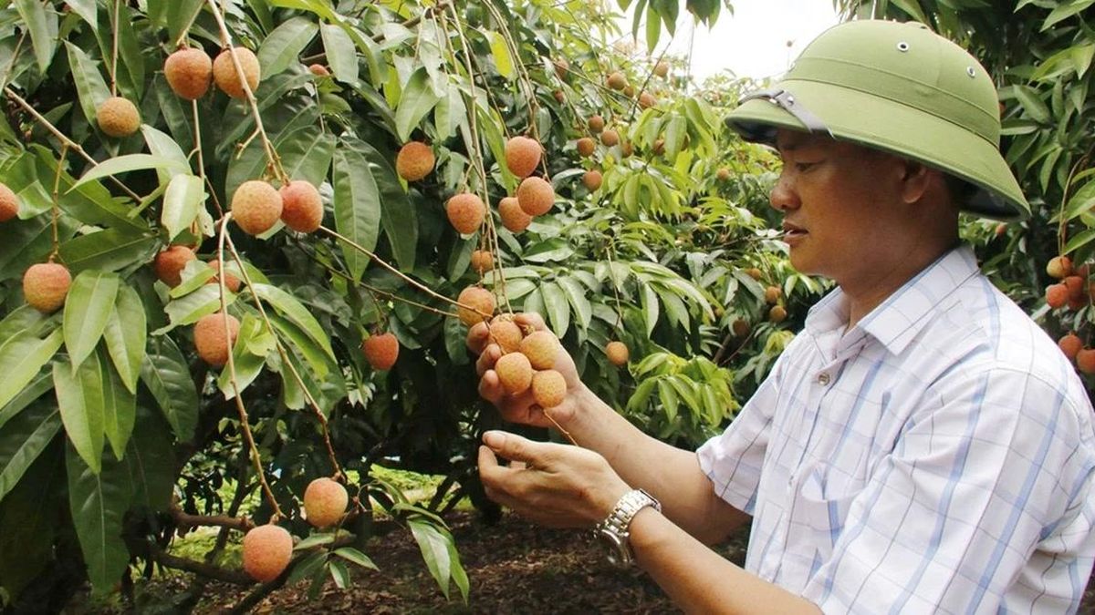 Bắc Ninh công nhận 15 vườn vải đẹp năm 2026 - Báo Tri thức &amp; Cuộc sống