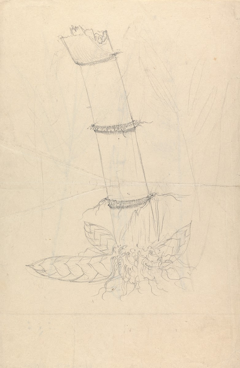 Arundinaria alpina