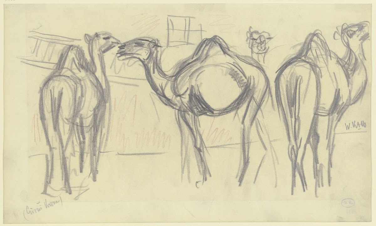 Camels Circus Krone