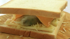 Trải bánh mì sandwich lên thớt, thêm 1 miếng phô mai lát, thêm phô mai mozzarella miếng và rắc phô mai mozzarella sợi rồi cho 2 cái bánh xếp đã hấp chín lên mặt, đặt một lát phô mai lên rồi đậy lại bằng một miếng bánh sandwich khác. Làm như vậy cho đến khi hết nguyên liệu.