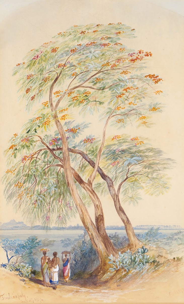 Tree Study Trichinopoly India 1874