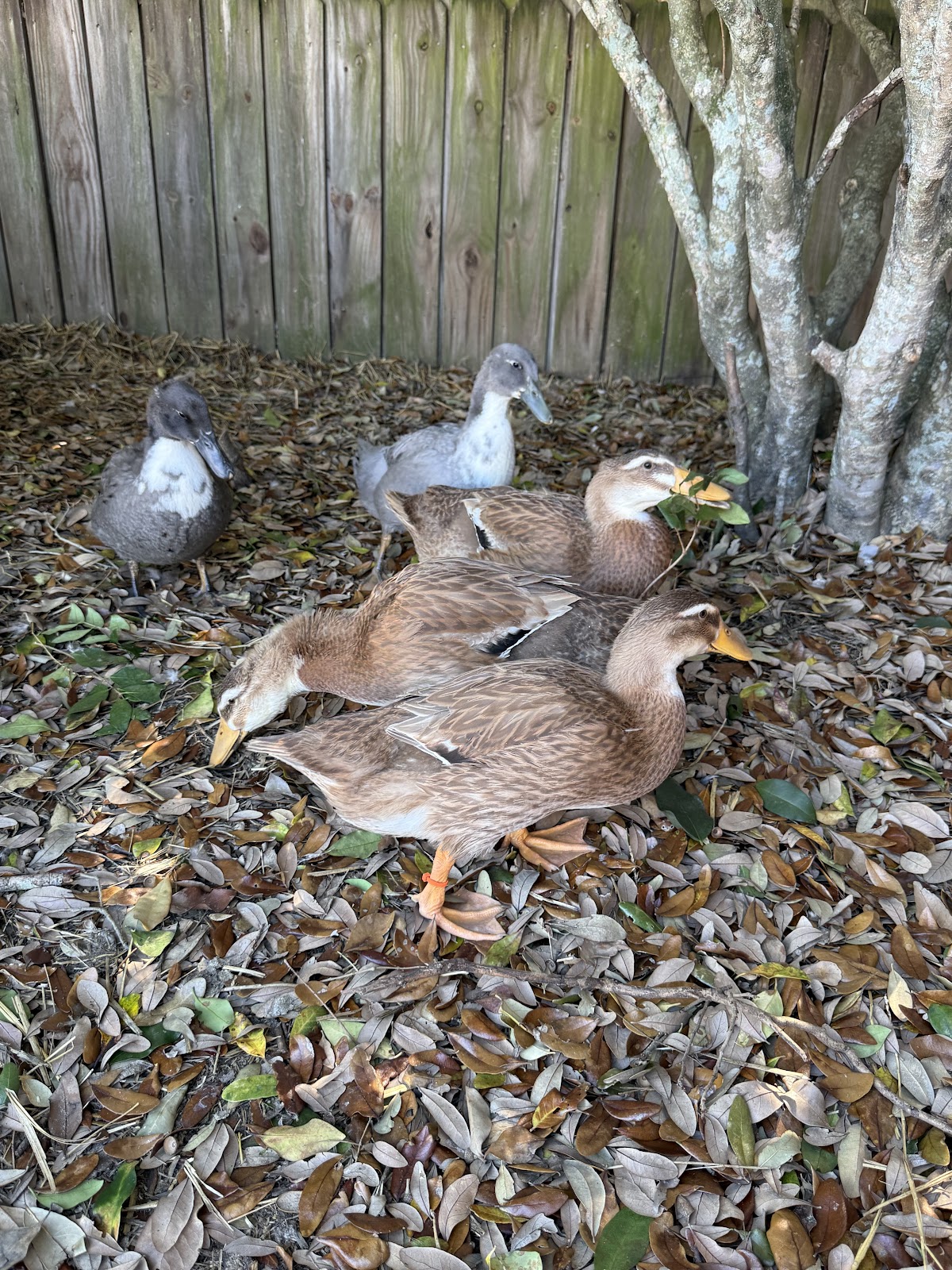 Blue Swedish Duckling, Golden Cascade Duckling