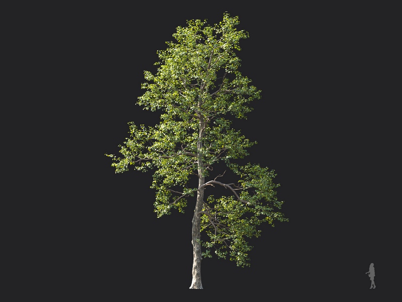 Maxtree - Plant Models Vol.124