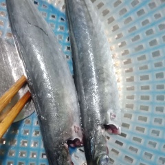 Cá nục mua về làm sạch để ráo sau đó đem chiên vàng 2 mặt