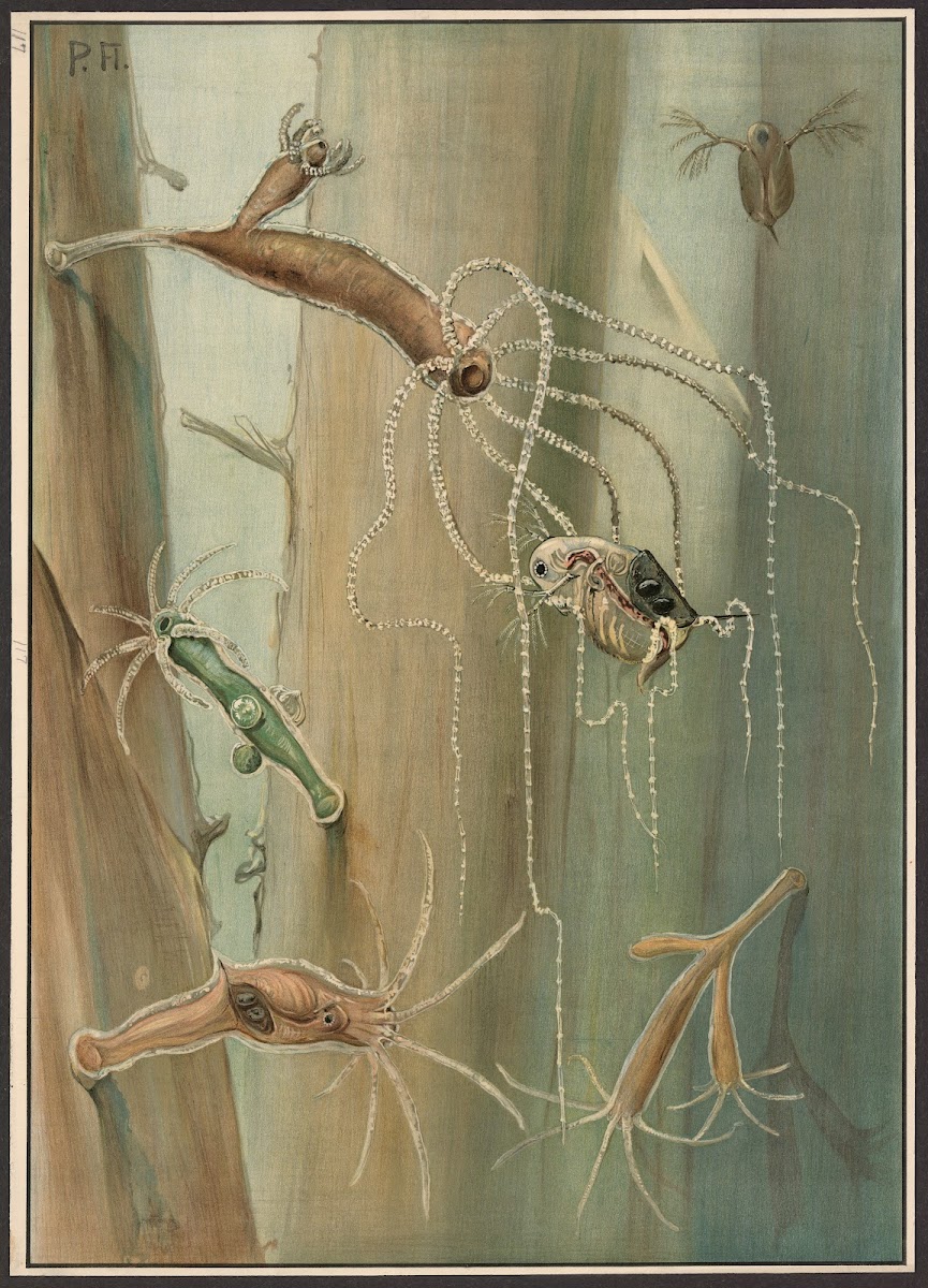 Freshwater polyps 1912