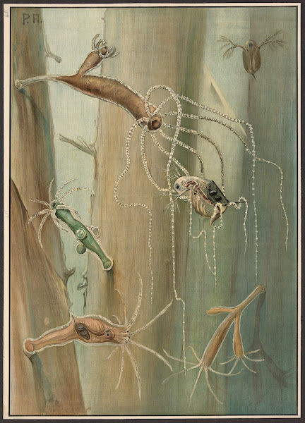 Freshwater polyps 1912