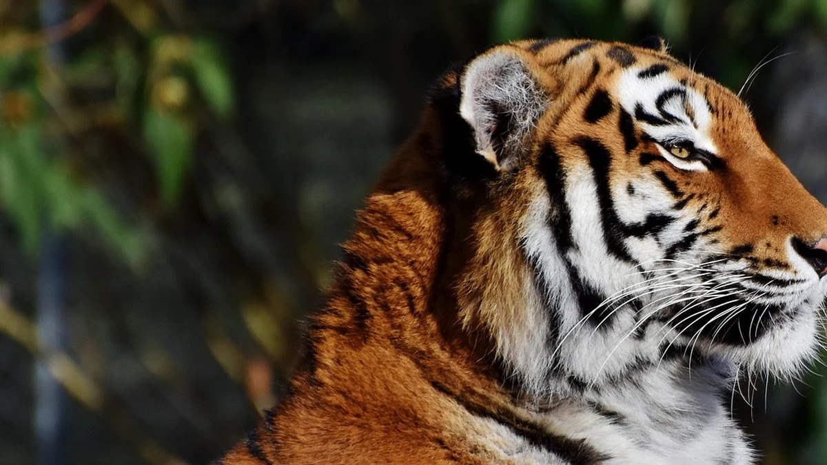 속담 속 호랑이 굴에 들어가야 호랑이 새끼를 잡는다 심리학적 의미와 현대