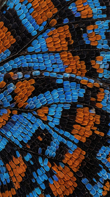 Ultra Macro Photo of Vibrant Butterfly Wing Scales - Free mobile Wallpaper