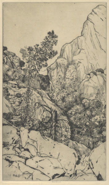 Pines and Pinnacles 1900 1925