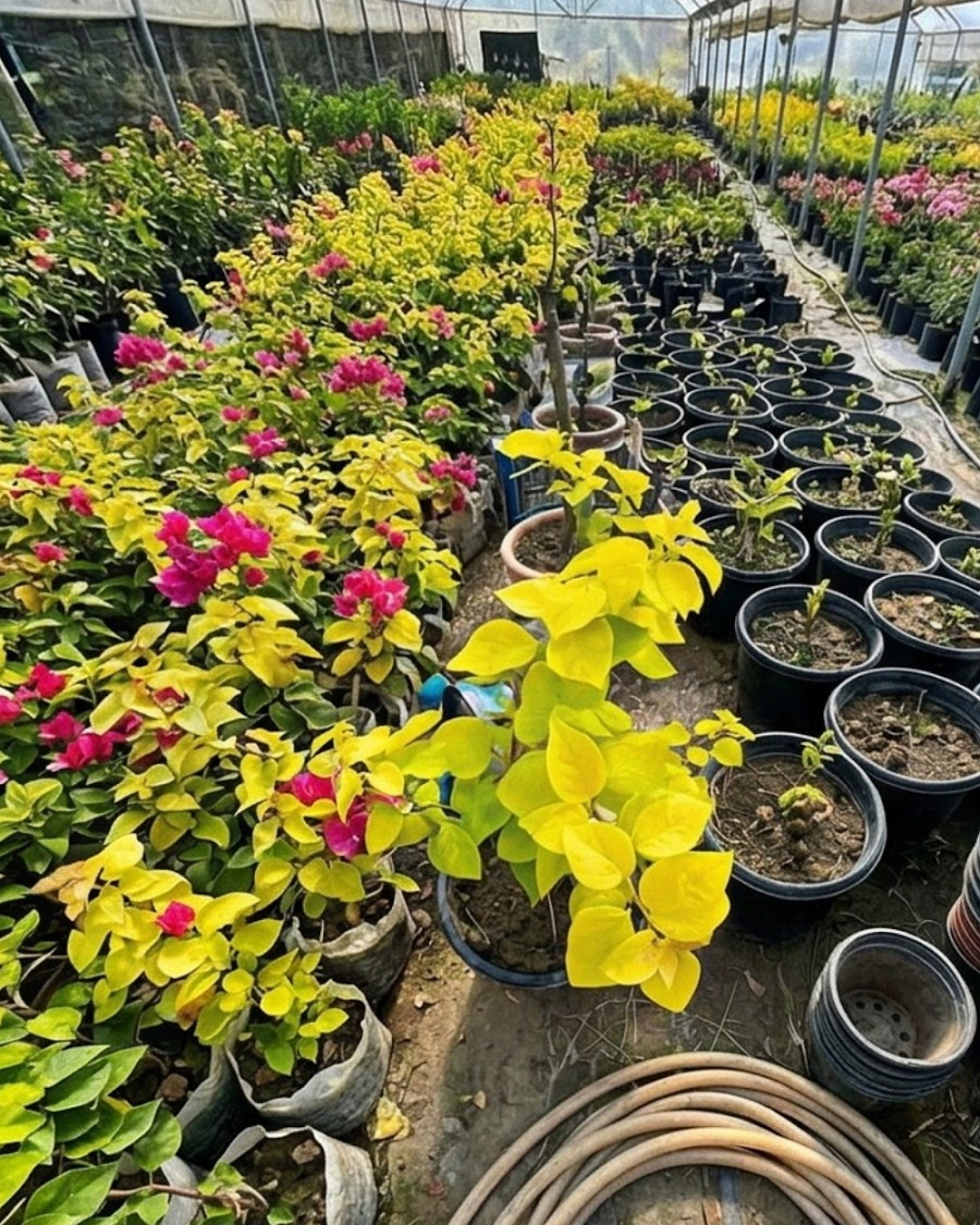 Imported Golden Watermelon Bougainvillea Plant — view 4