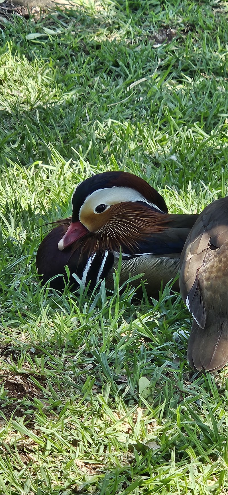 Mandarin Duck