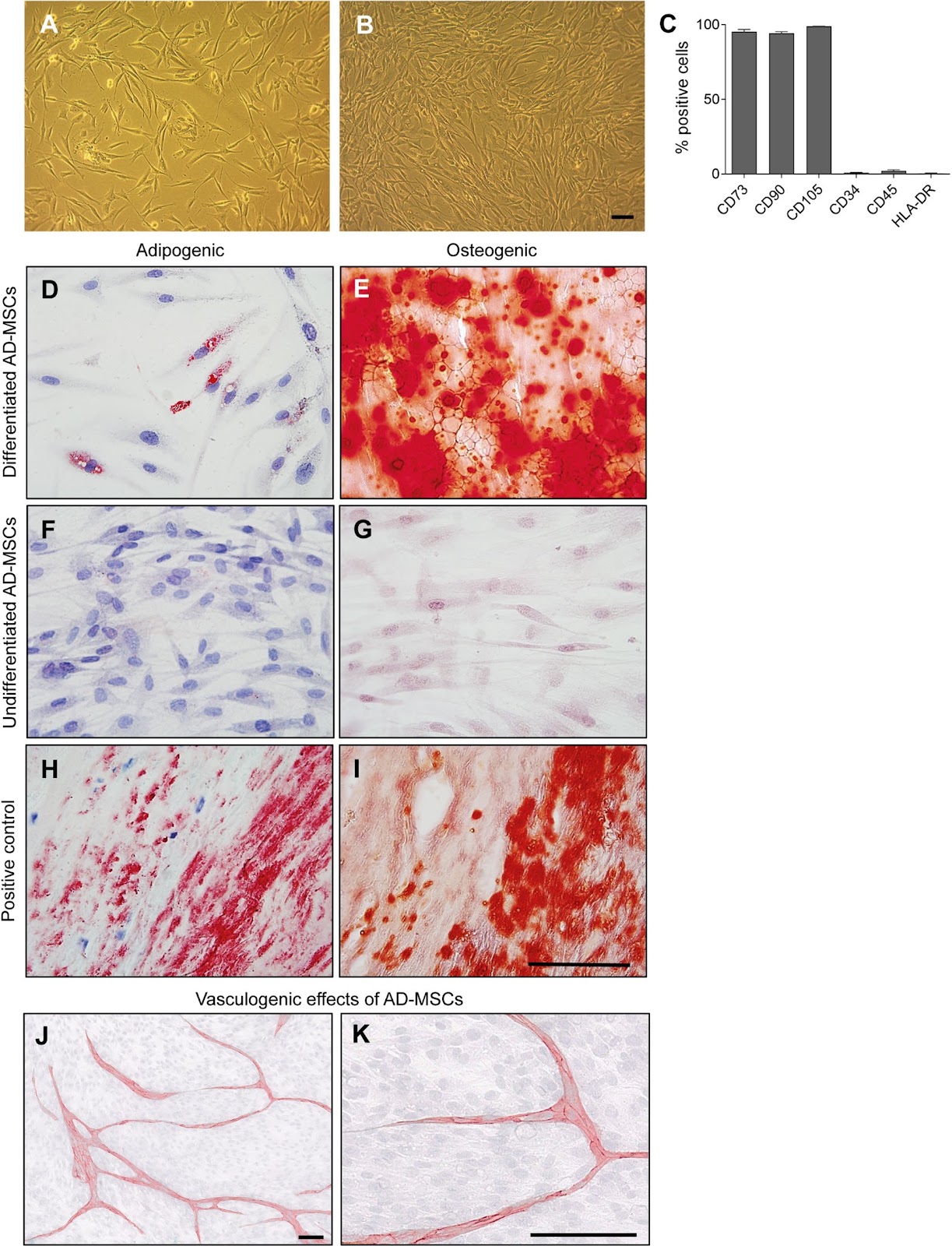 Prevascularization of electrospun PCL/PLA scaffolds using human adipose-derived stem and endothelial cells enhances vascular integration and host angiogenesis in vivo