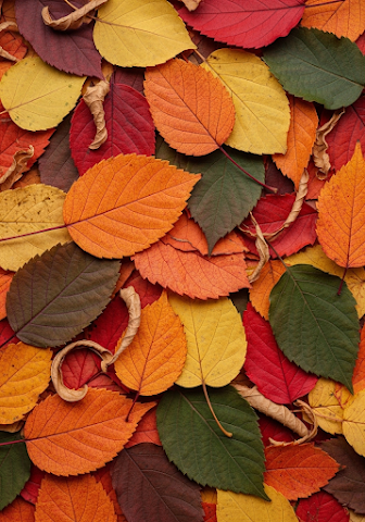 Autumn Leaves Background Fall Foliage Texture Overhead