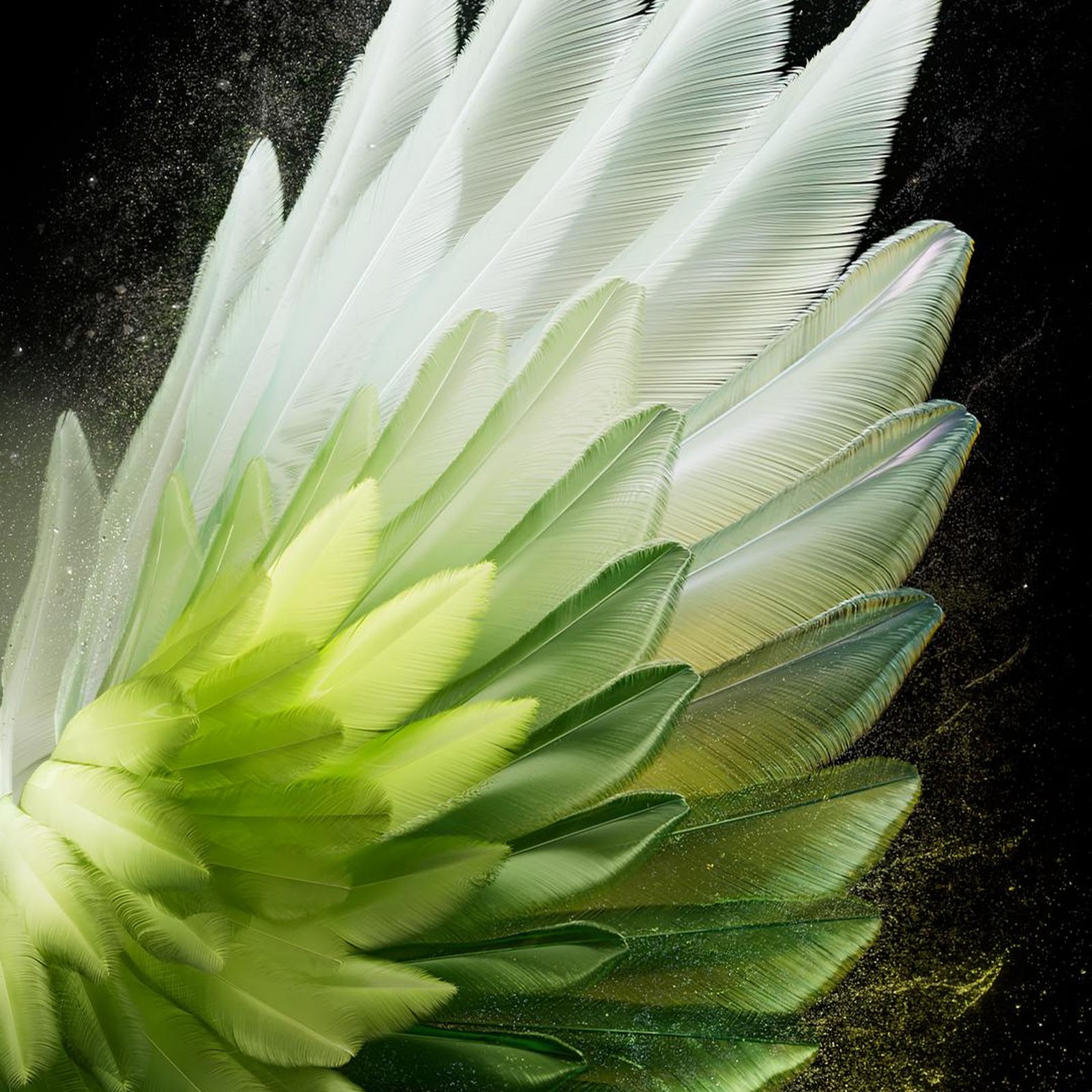 Download Green Feather Gradient On Black Full HD iPhone