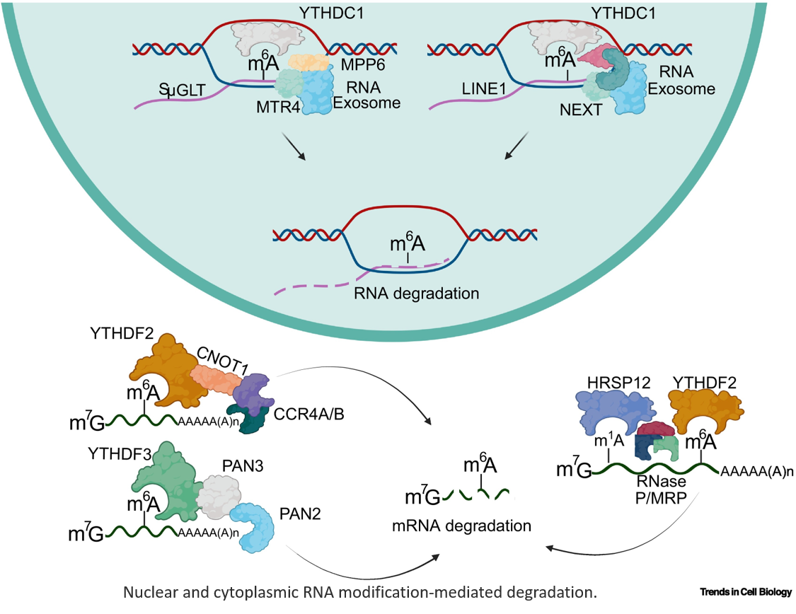 Degrading RNA with Precision