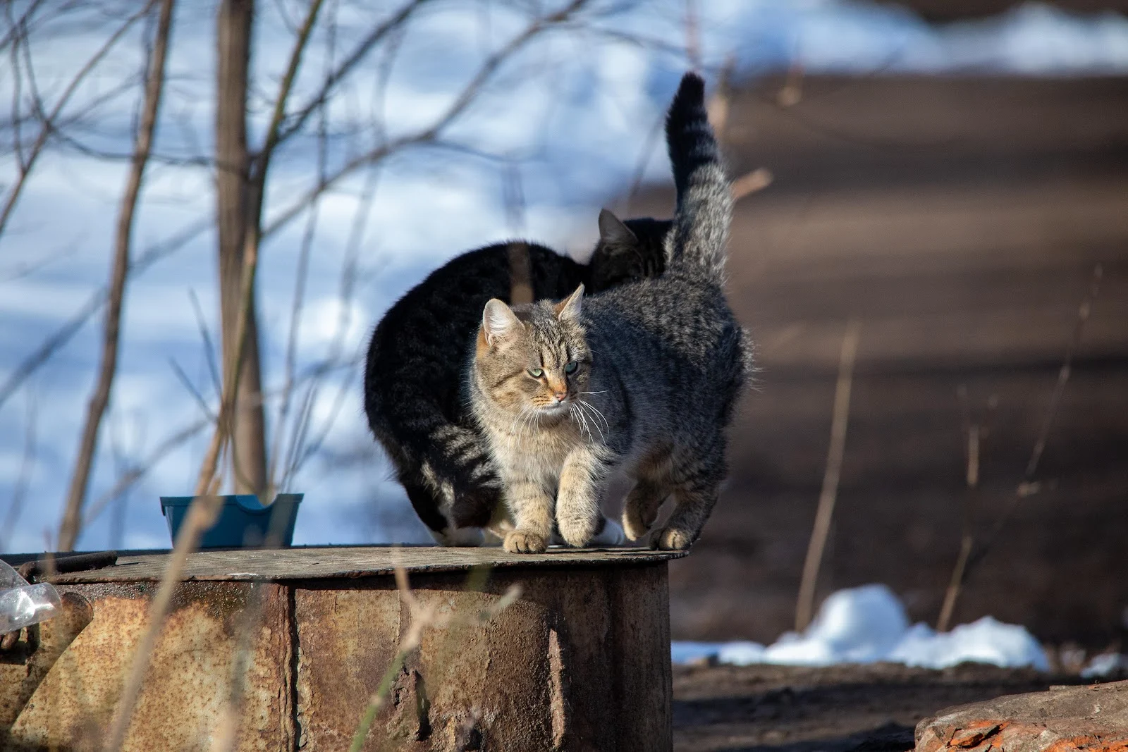 Two Tabby Cats On Barrel - Animal Photography 5K Wallpaper (5472x3648)