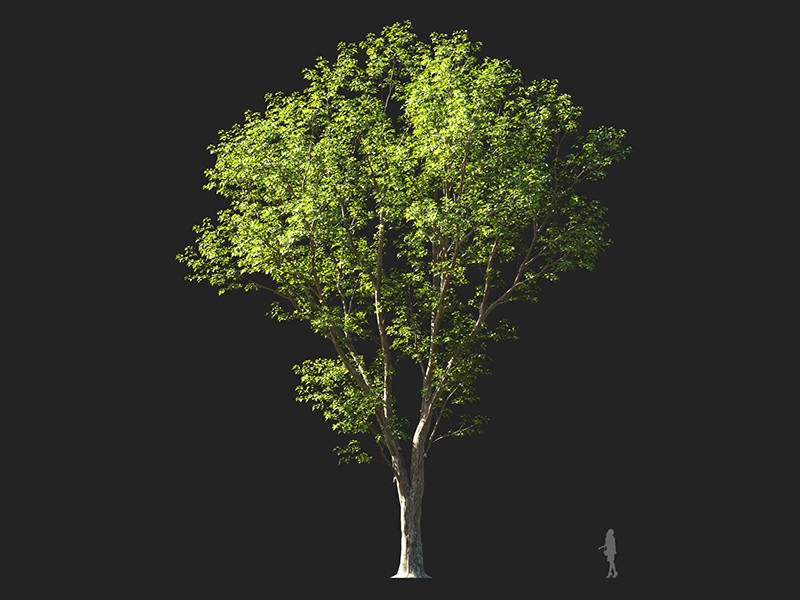 Maxtree - Plant Models Vol.132