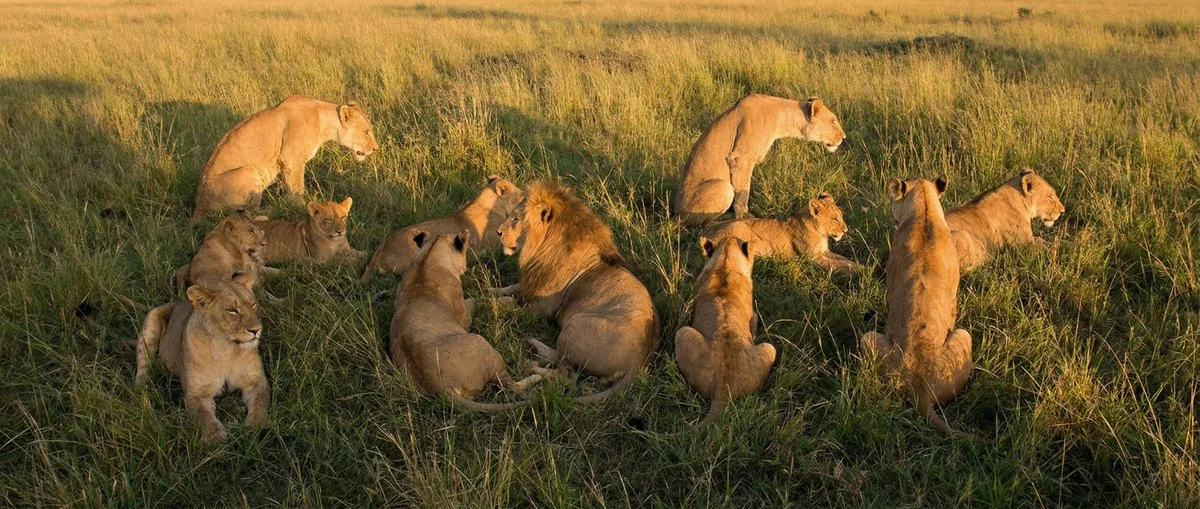 Foto con la palabra oculta 'fofr' formada por una manada de leones.