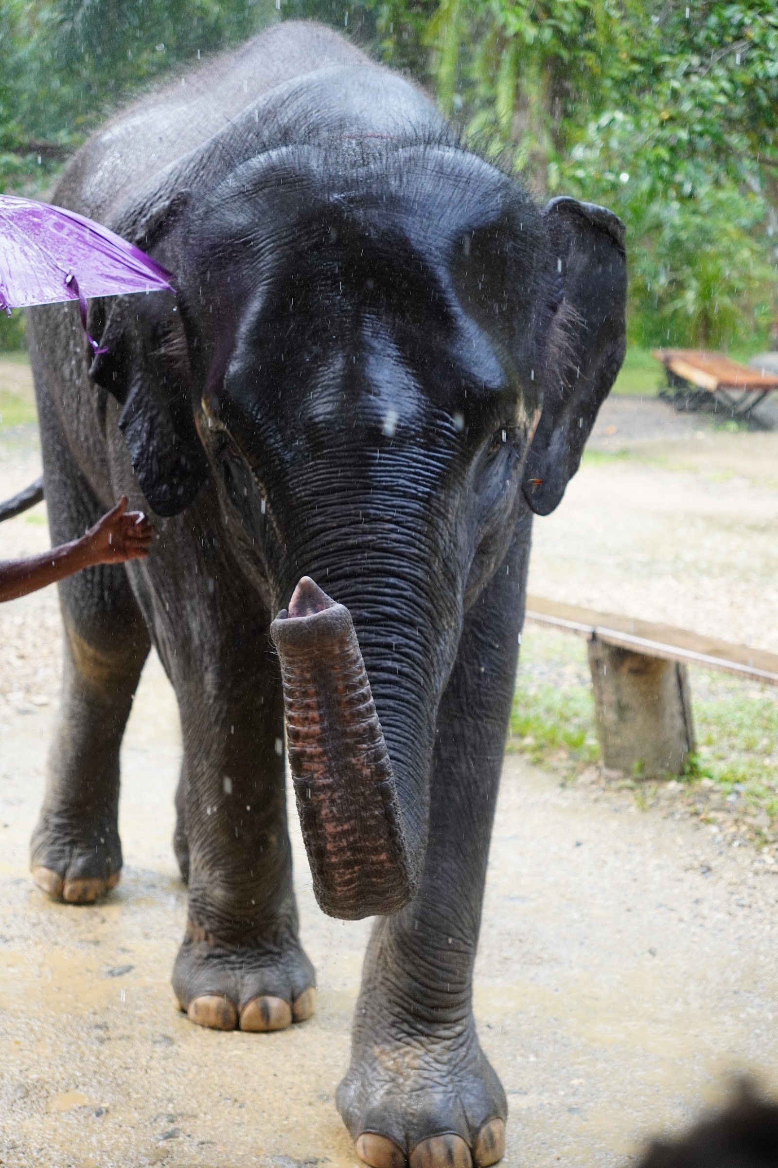 Приватный · RAFTING + ELEPHANT SPA (1-DAY TRIP) 7
