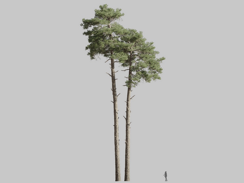 Maxtree - Plant Models Vol.126