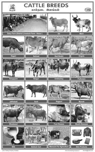 1350. Cattle Breeds