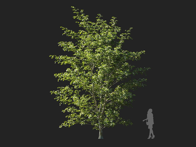 Maxtree - Plant Models Vol.122
