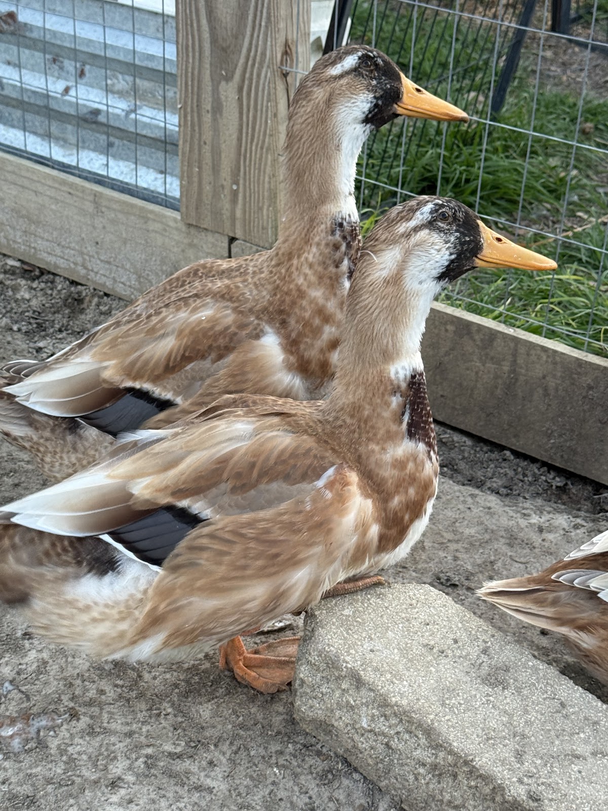 Golden Cascade Duckling