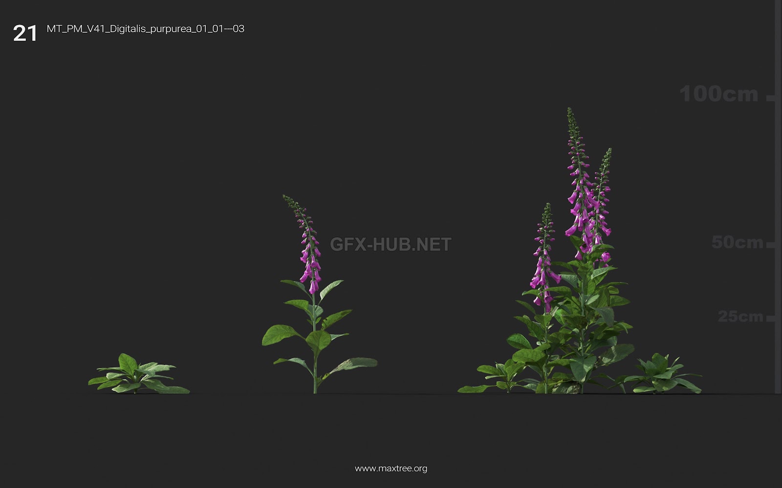 Maxtree - Plant Models Vol.41