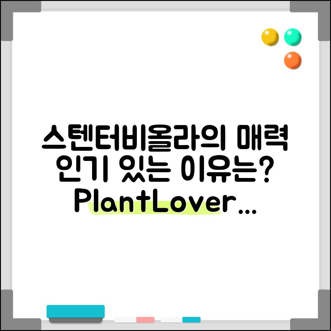 스텐터비올라, 왜 인기 있는 식물일까요?