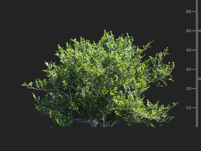 Maxtree - Plant Models Vol.112