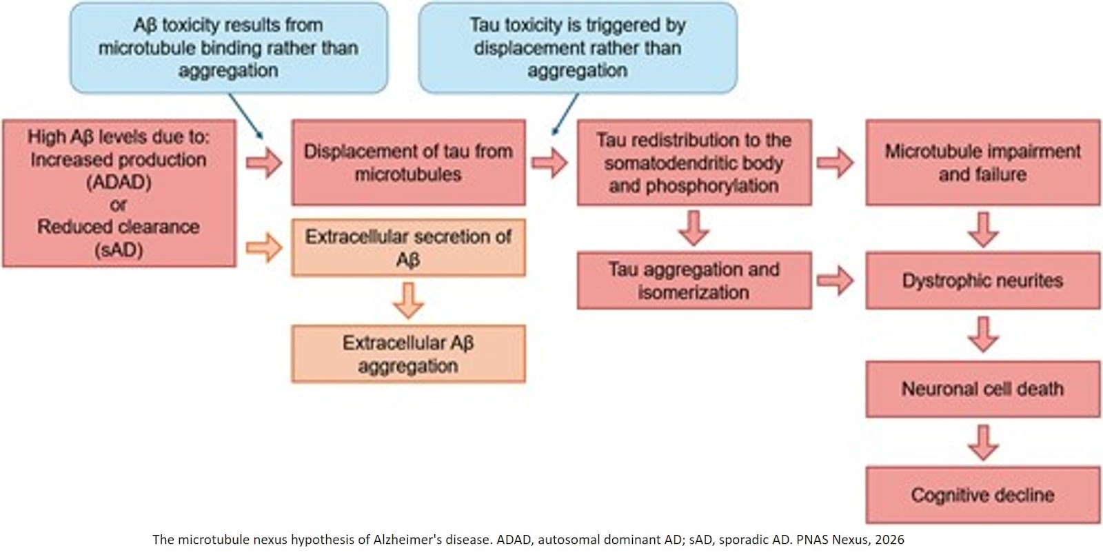 The microtubule nexus linking amyloid beta and tau: A simple and unifying theory for the underlying cause of Alzheimer’s disease