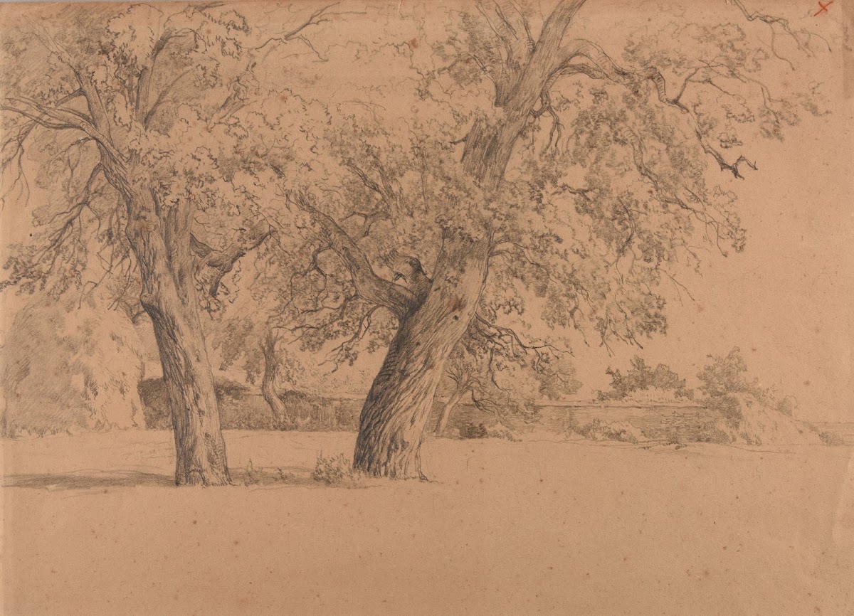 Enclos avec deux arbres