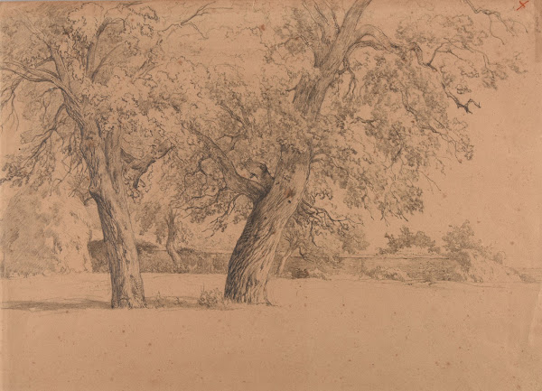 Enclos avec deux arbres