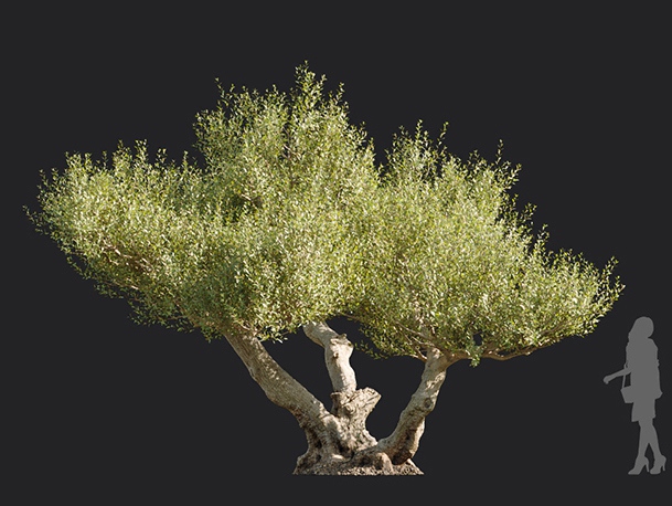 Maxtree - Plant Models Vol.113